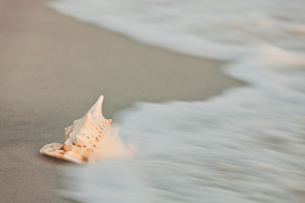 go shelling in destin free activities